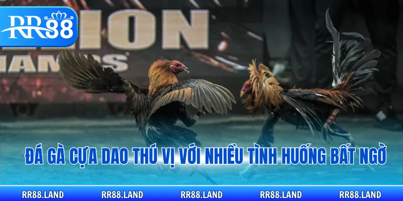 Đá gà cựa dao thú vị với nhiều tình huống bất ngờ